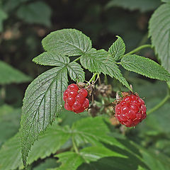 photo "Berries, with which I have had a snack"