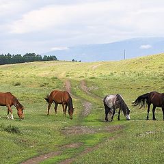 фото "Четыре лошади"