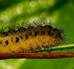 photo "Larva"