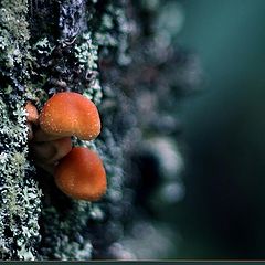 photo "small wonders of nature - 1"