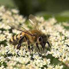 фото "Bee"