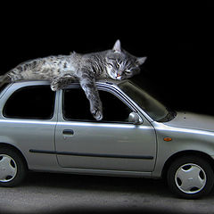 фото "Большой кот?Маленькая машина?"