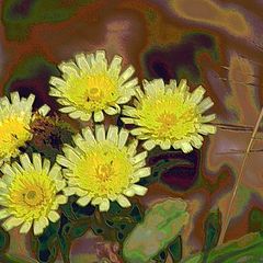фото "Five little yellow flowers"