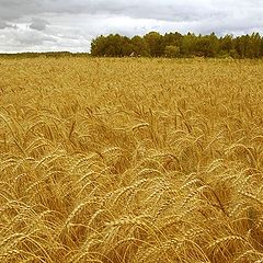 photo "Gold field"