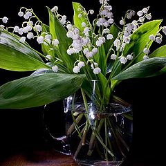 photo "Lilies of the valley"