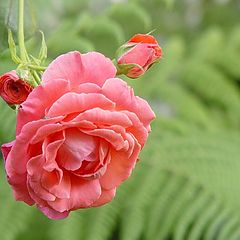 фото "Rose and Ferns"