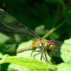 photo "Where is the near wing repair shop?"