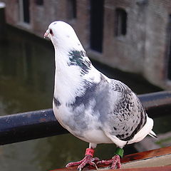 photo "Ringed bird"