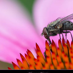 photo "Fly"