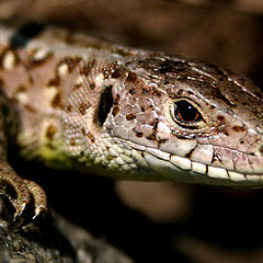 photo "Our home lizard"