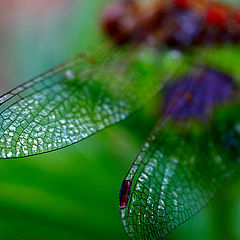 photo "dragon - fly"