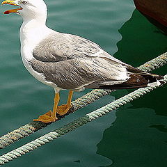 photo "Waitng for the meal ..."