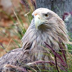 photo "Eagle in the grass"