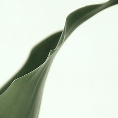photo "Current of a leaf"