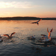 фото "red seagulls"