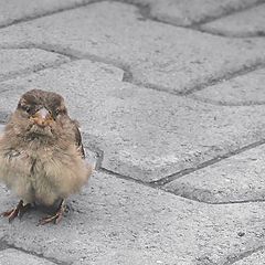 фото "все улетели! а Ты чево... а Я не все!"