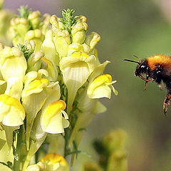 photo "bumblebee"