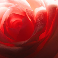 фото "rose"