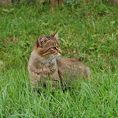 фото "Деревенский кот"