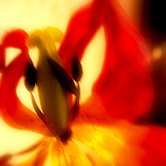 photo "flame Flower"