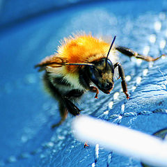 фото "Bumblebee"