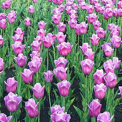фото "Стройные шеренги тюльпанов"