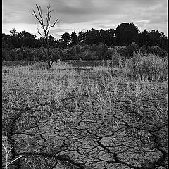 фото "Fish out of water"