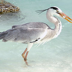 photo "Happy Professional Fisherman"