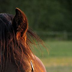 photo "Junetime's Elf Prince - At the evening"