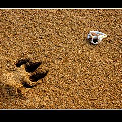 photo "Traces on sand"