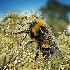 photo "Shaggy bumblebee - 2"