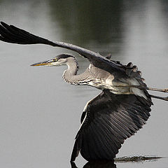 фото "Grey Heron"