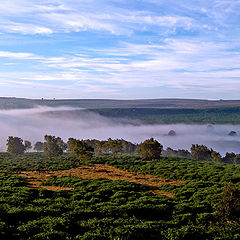 photo "Veil of morning mist"