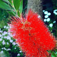 photo "" Callistemon ""