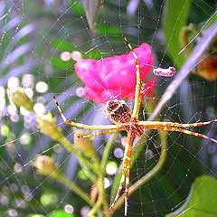 photo "Mrs. Spider"
