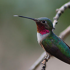 photo "Humming bird"