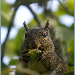 photo "Lunch is Ready"