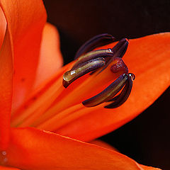 photo "Orange flower"