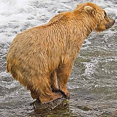 photo "The great amazing balancing bear"