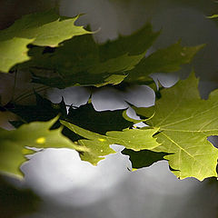 photo "Summer leaves"