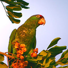 photo "Parrot Breakfast"