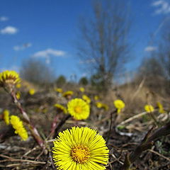 фото "yellow flower"