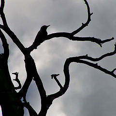 photo "Sky bird"