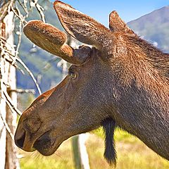 photo "Closeup of the Moose"
