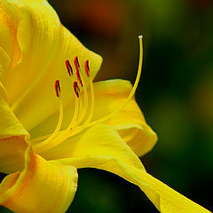 photo "Yellow"