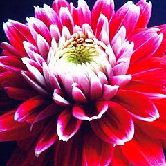 фото "Dahlia " Kiss Me ""