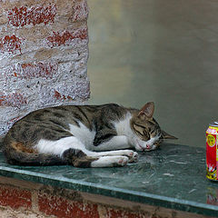 photo "Sleeping cat"