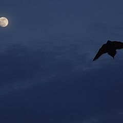 photo "The bird and the moon"