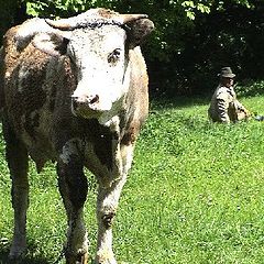 photo "in pasture"