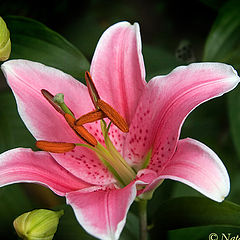 photo "A lily"